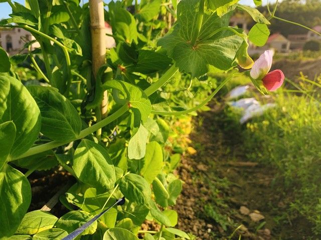 豌豆苗的家庭种植方法