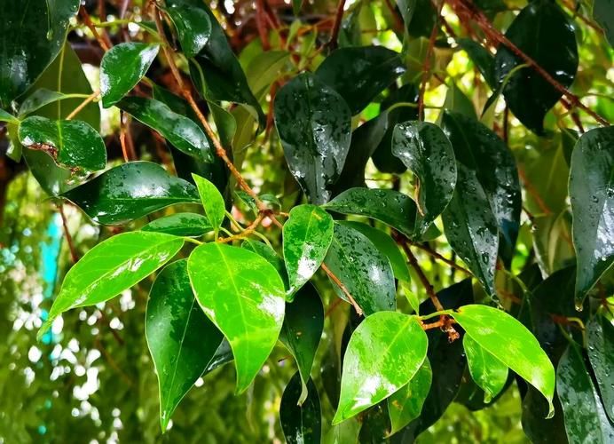 女贞树种植技术