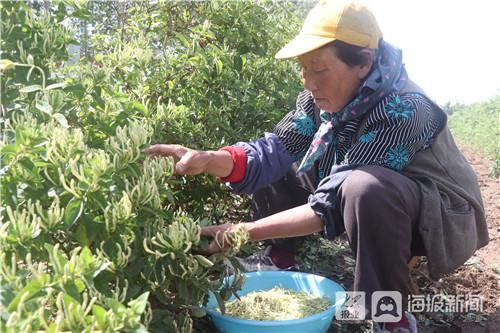 山东金银花种植技术