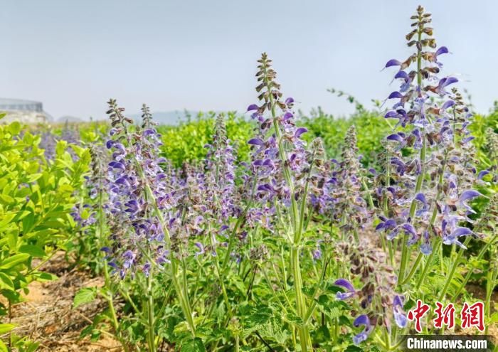山东金银花种植技术