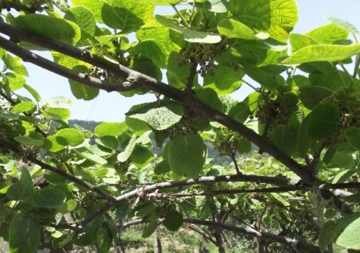 Fruit cultivation risk