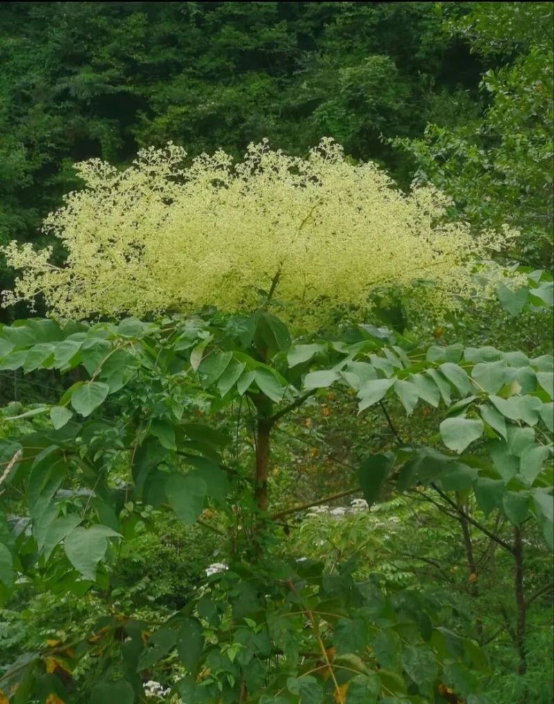 Cultivation methods