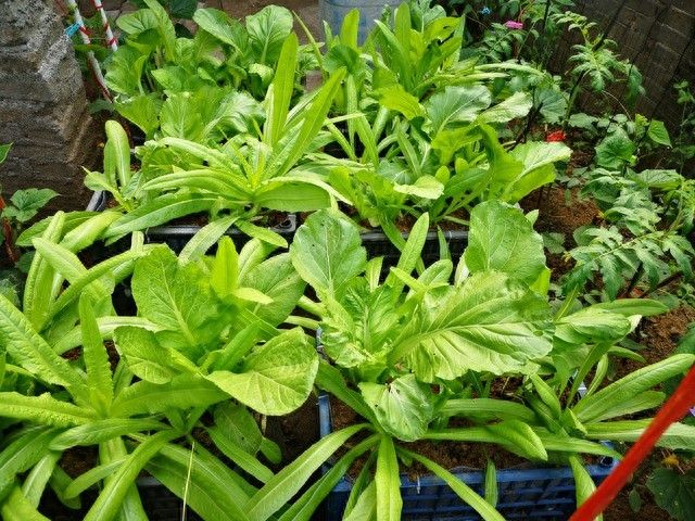 豌豆苗的家庭种植方法