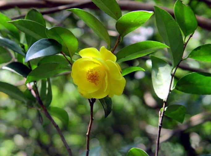 金花茶种植方法