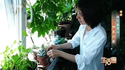 阳台生菜的种植方法