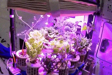 阳台生菜的种植方法