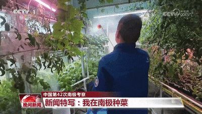 阳台生菜的种植方法