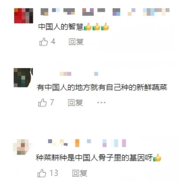 阳台生菜的种植方法