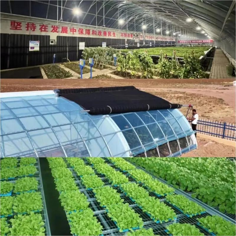 阳台生菜的种植方法