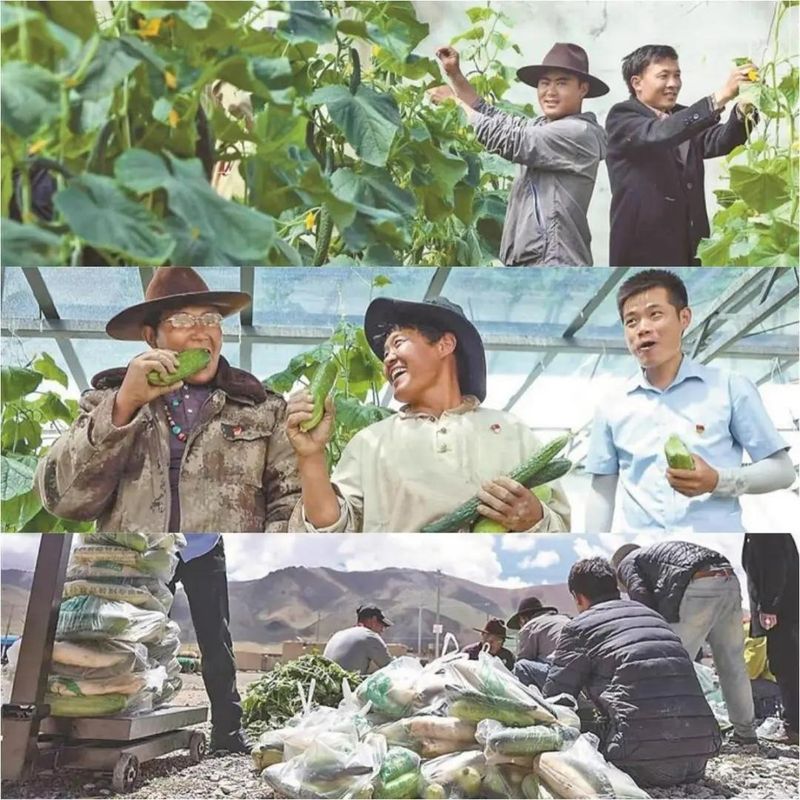 阳台生菜的种植方法