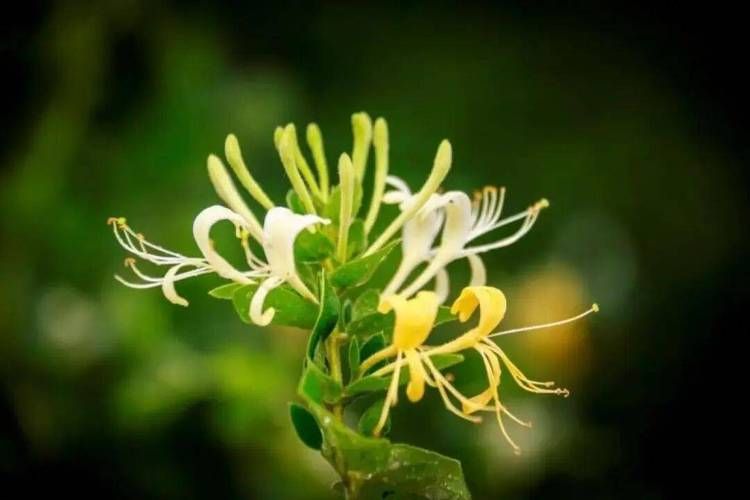 山东金银花种植技术