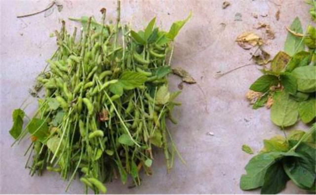 黑豆苗的种植方法