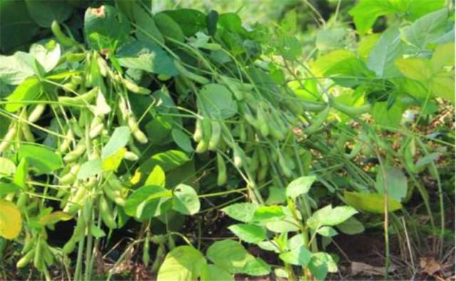黑豆苗的种植方法