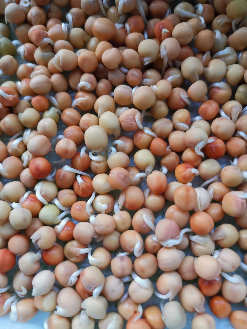 Home farming methods for pea seedlings