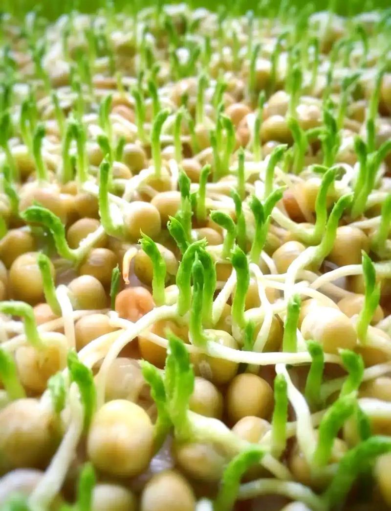 Home farming methods for pea seedlings