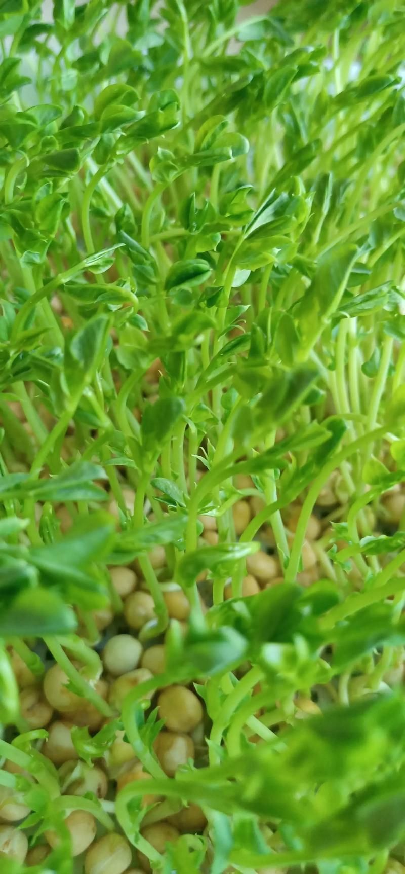Home farming methods for pea seedlings
