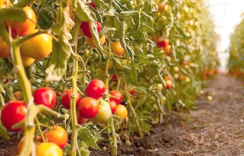 The technique for the cultivation of the ruthen tomatoes - 100 degrees