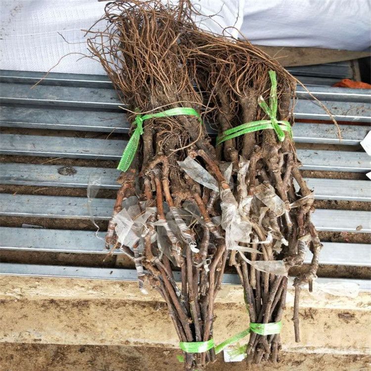 葡萄种植技术宝典