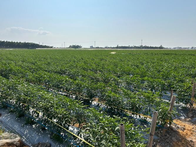 豇豆种植技术视频