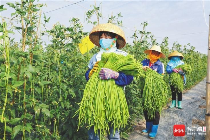 豇豆种植技术视频