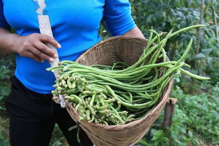 豇豆种植技术视频