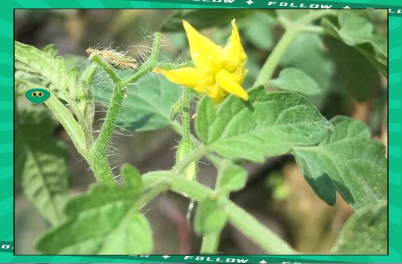 小蕃茄种植技术视频