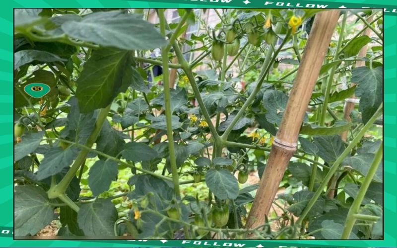 小蕃茄种植技术视频