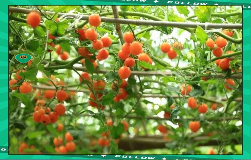 小蕃茄种植技术视频