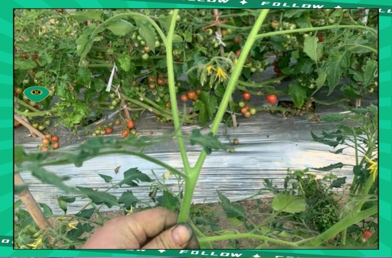小蕃茄种植技术视频