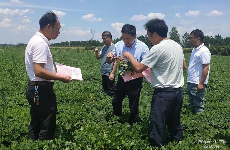 省农业科学院到益阳市赫山区指导豇豆种植