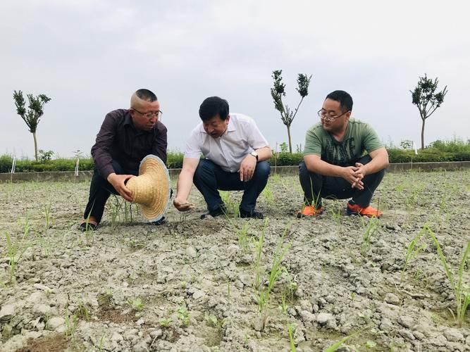 豇豆种植技术视频