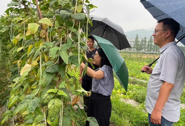 豇豆种植技术视频