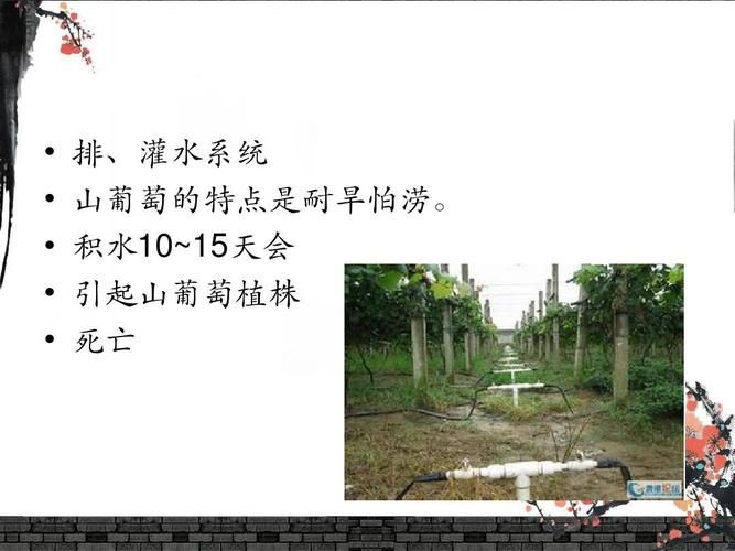 葡萄种植技术宝典