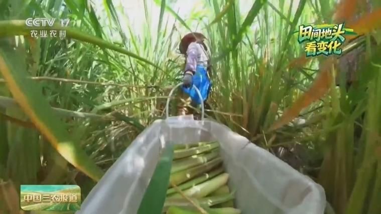 北方茭白种植技术