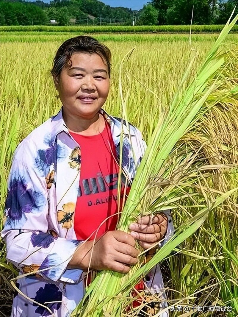 富硒水稻种植技术