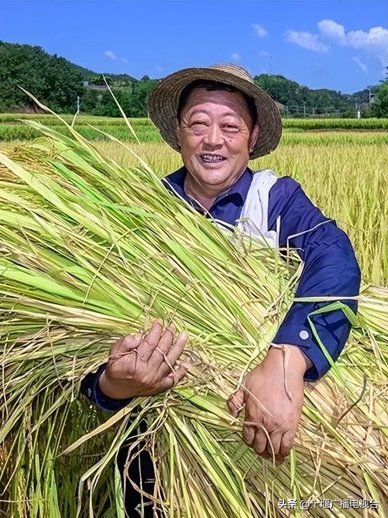 富硒水稻种植技术