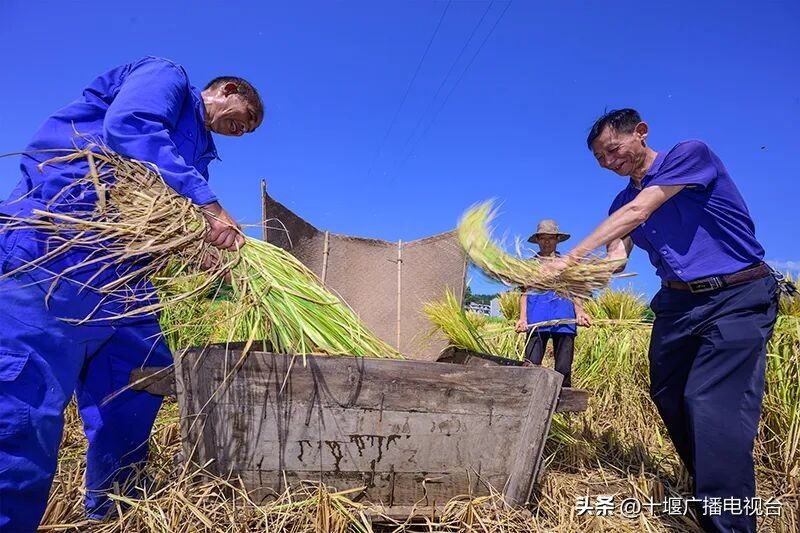 富硒水稻种植技术