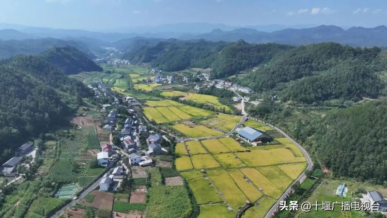富硒水稻种植技术