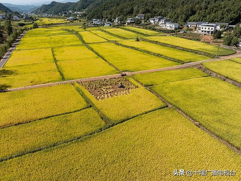 富硒水稻种植技术