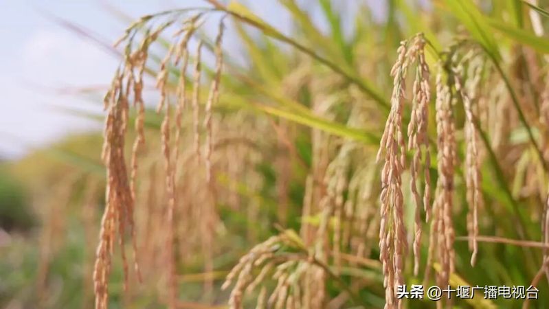 富硒水稻种植技术