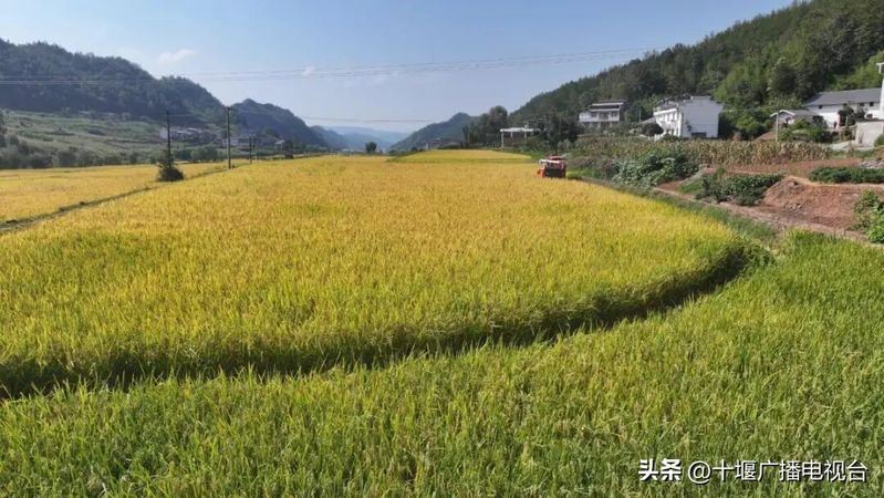 富硒水稻种植技术
