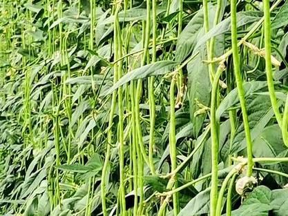 Video on the technology of bean cultivation