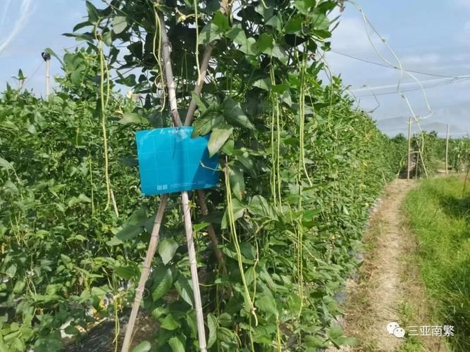 Video on the technology of bean cultivation