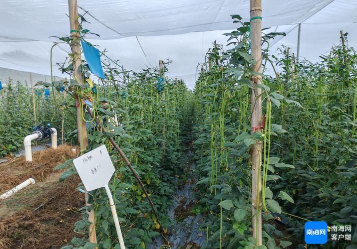 Video on the technology of bean cultivation