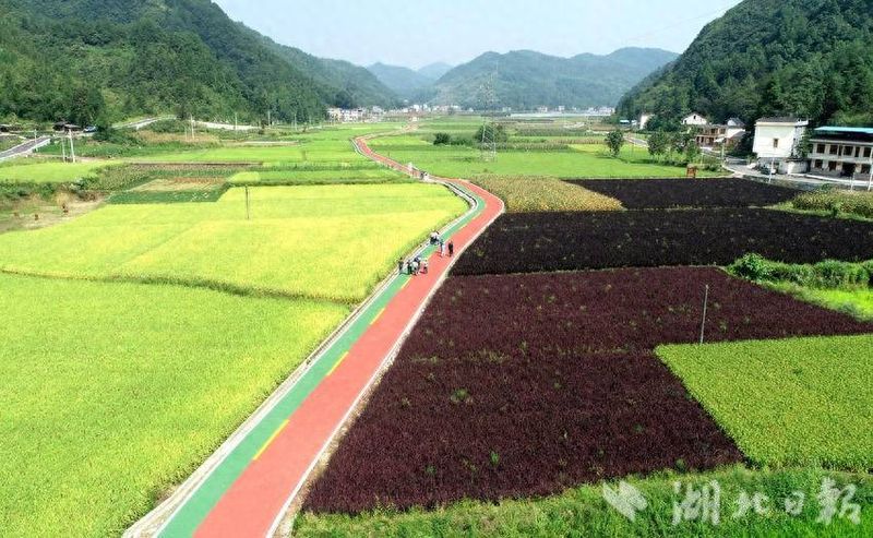 Technology for the cultivation of elk rice
