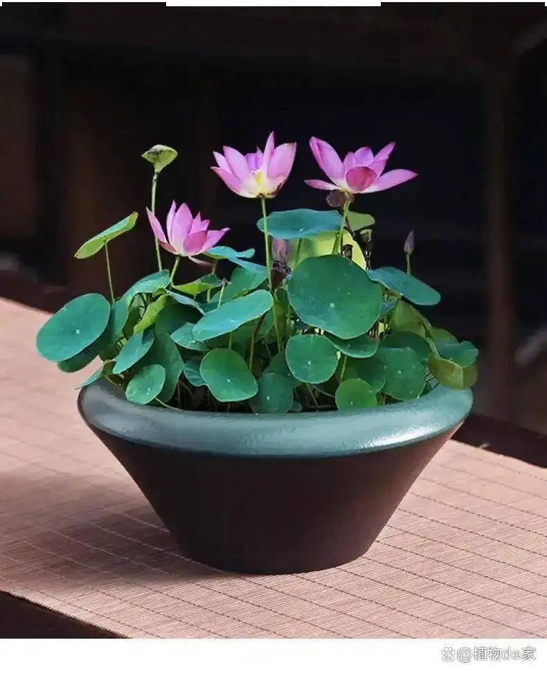 碗莲怎么种植方法图解