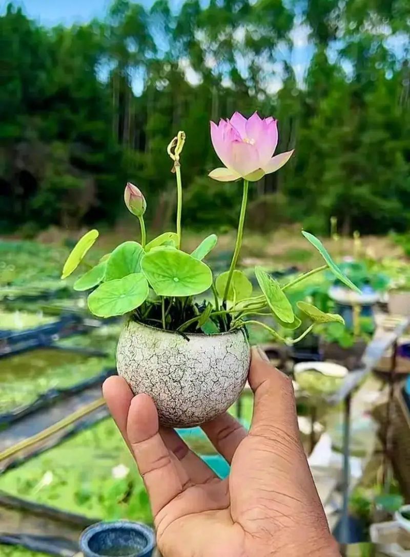 碗莲怎么种植方法图解