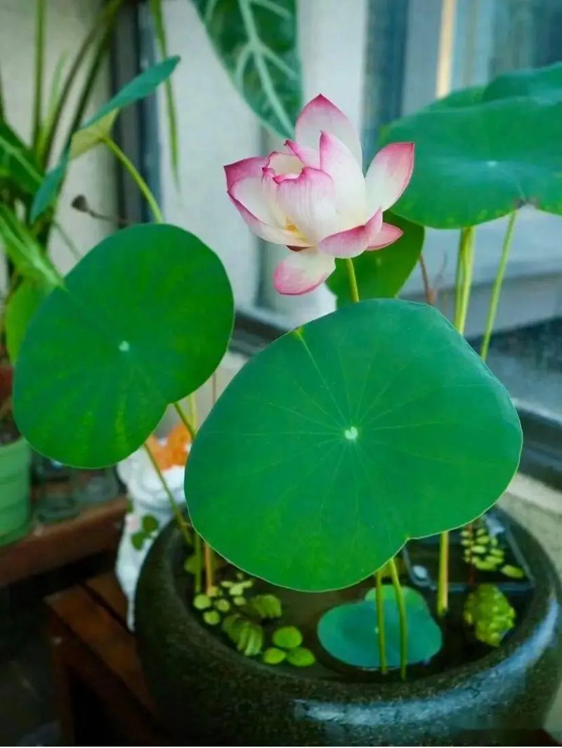 碗莲怎么种植方法图解