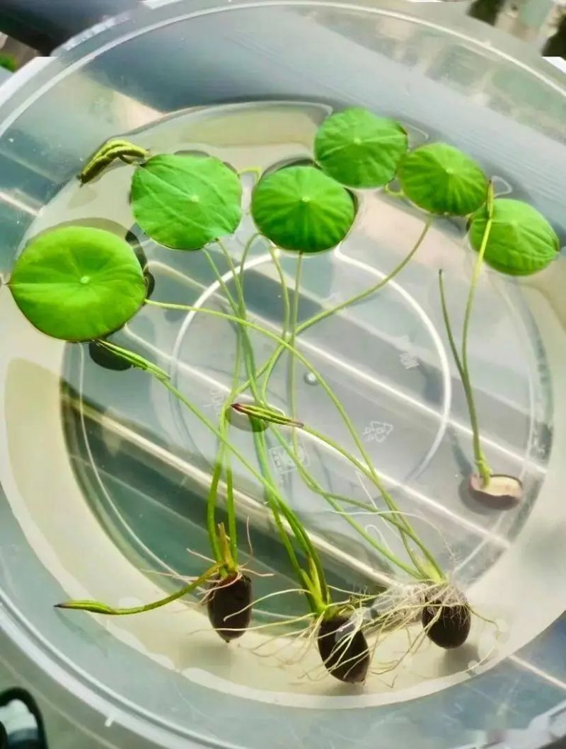碗莲怎么种植方法图解