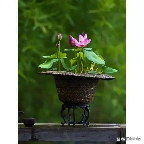 碗莲怎么种植方法图解